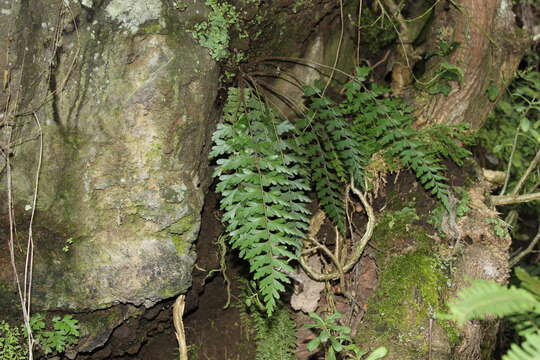 Imagem de Asplenium praemorsum Sw.