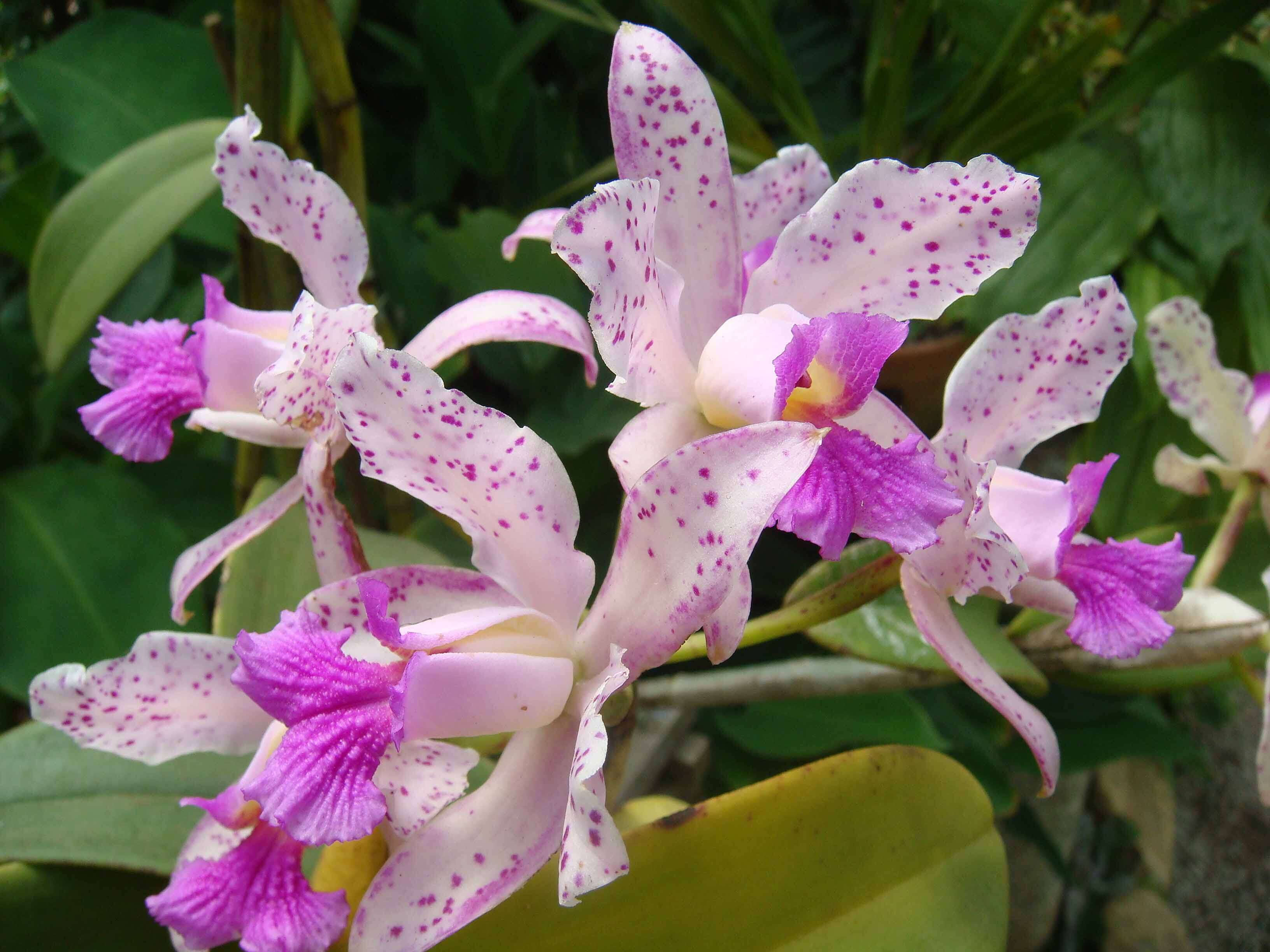 Image of Cattleya amethystoglossa Linden & Rchb. fil. ex R. Warner