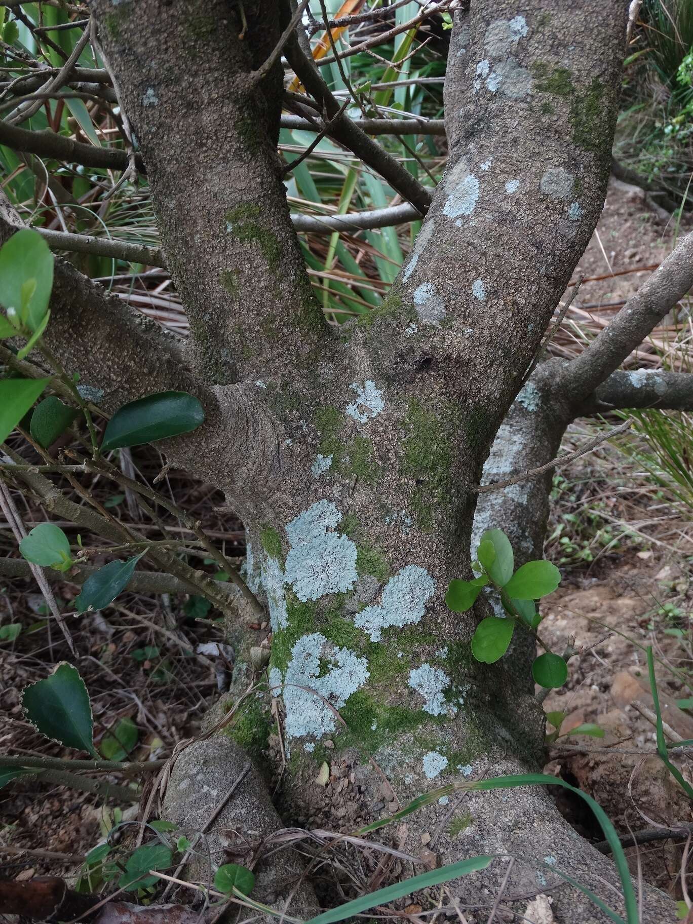 Melicytus venosus Courtney, Heenan, Molloy & de Lange resmi