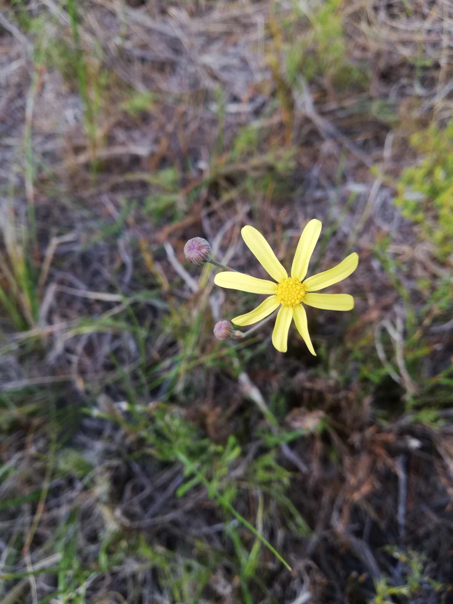 Image of Othonna multicaulis Harv.