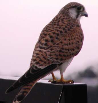 Image of Australian Kestrel