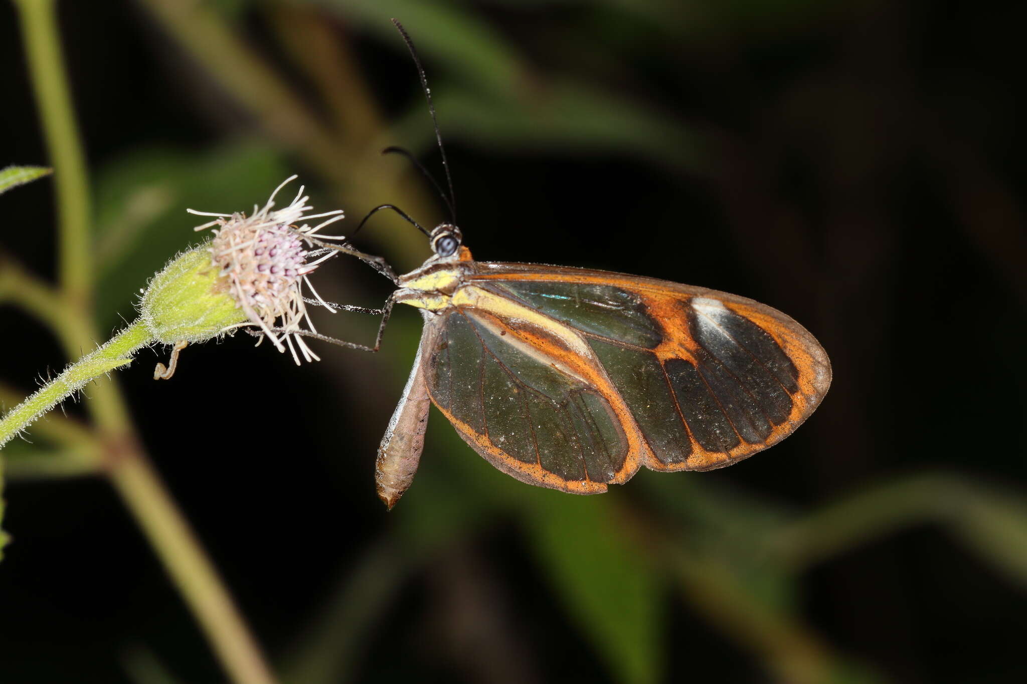 Image of Ithomia drymo Hübner 1816