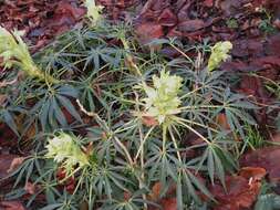 Image of Stinking Hellebore