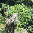 Image of Papuan Eagle