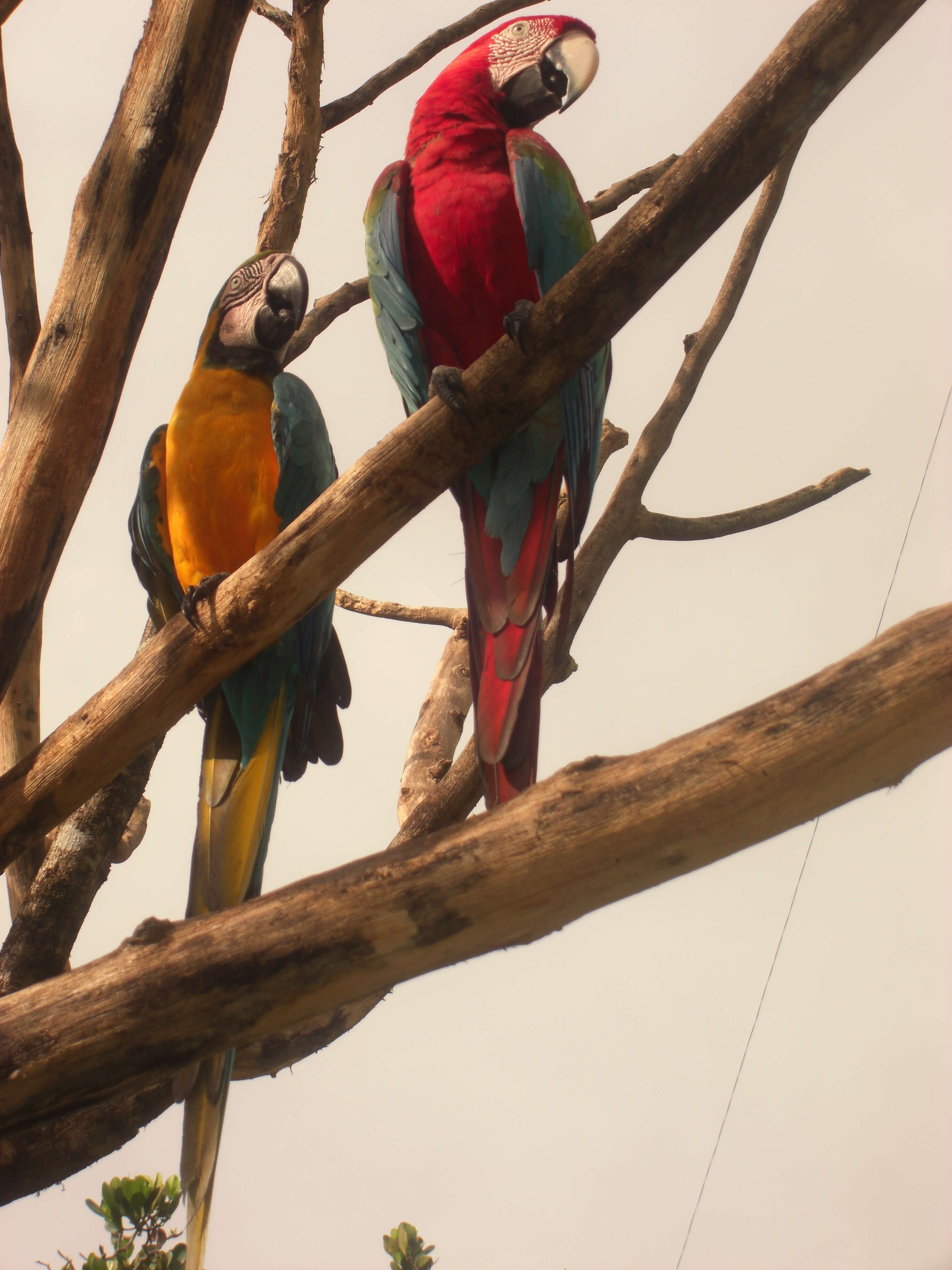 Image of Scarlet Macaw