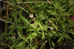 Plancia ëd Moehringia umbrosa (Bunge) Fenzl