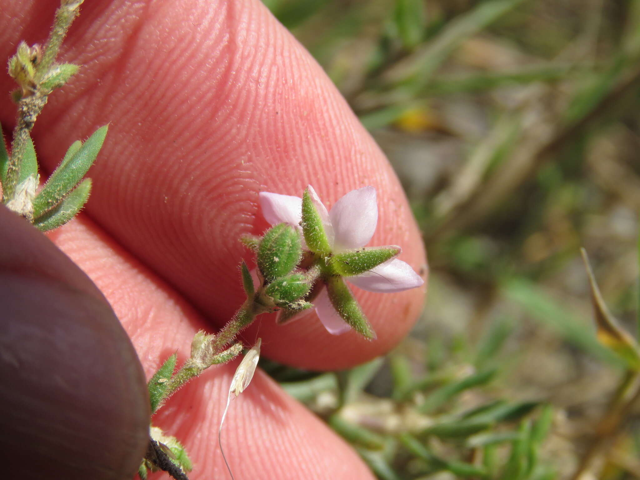 Image of Spergularia rupicola Le Jolis