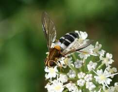 Leucozona glaucia (Linnaeus 1758) resmi