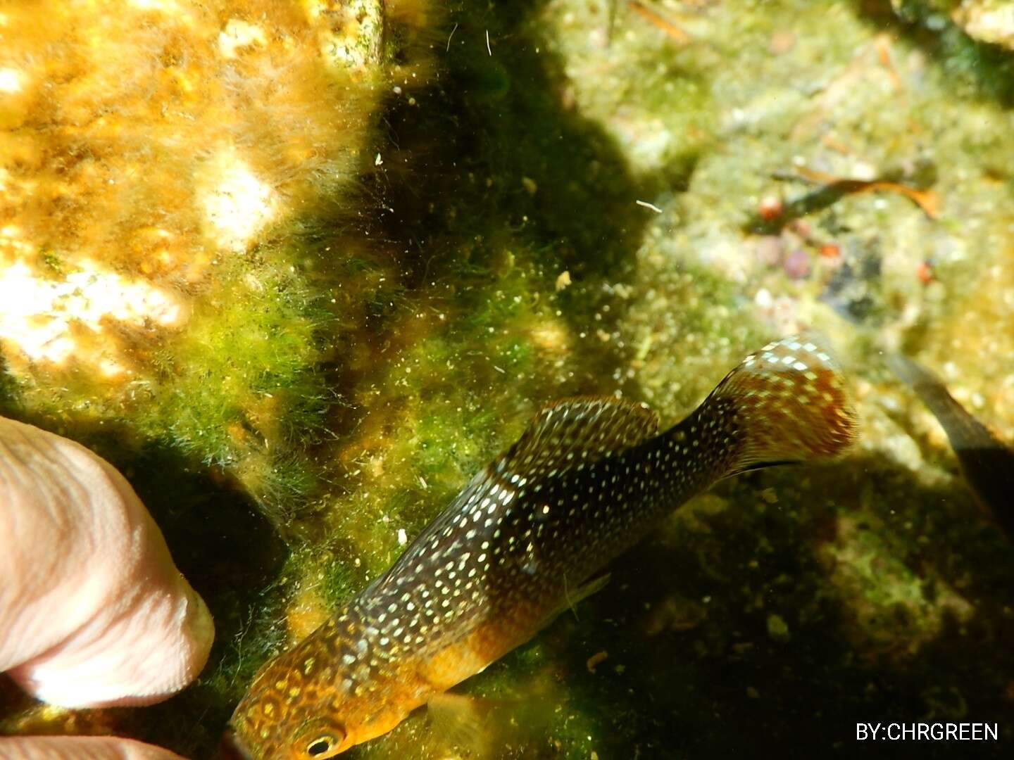 Image of Yucatan molly