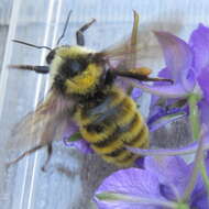 Imagem de Bombus appositus Cresson 1879