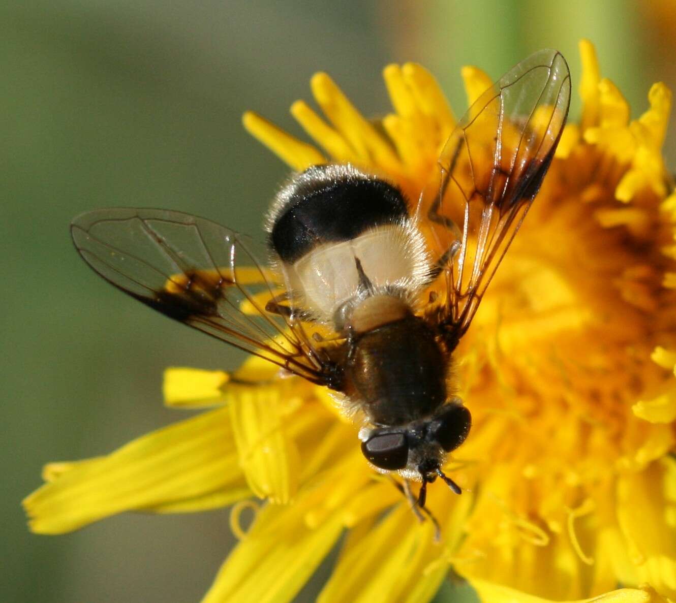 Leucozona lucorum (Linnaeus 1758) resmi