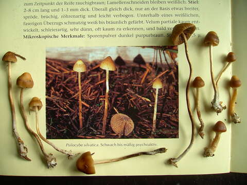 Image of Psilocybe silvatica (Peck) Singer & A. H. Sm. 1958