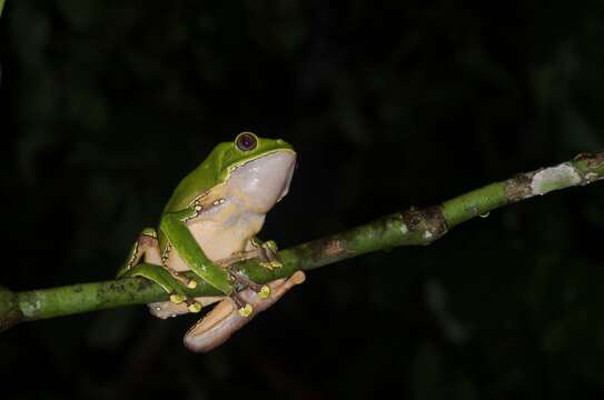 Image of Giant leaf frog