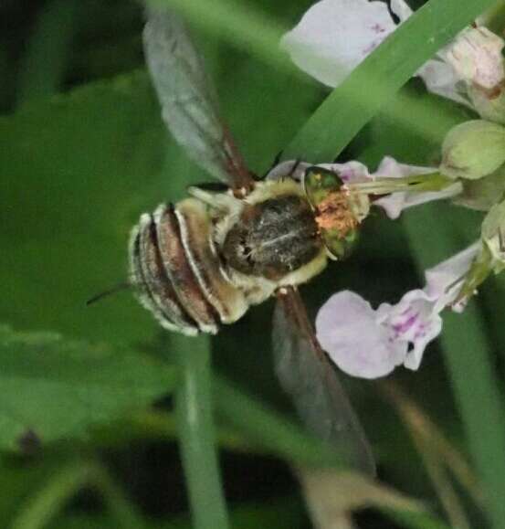 Neorhynchocephalus volaticus (Williston 1883)的圖片