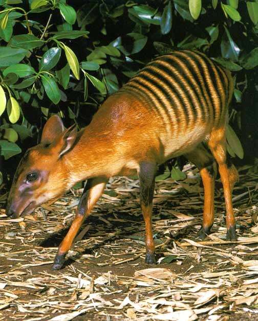 Image of zebra duiker