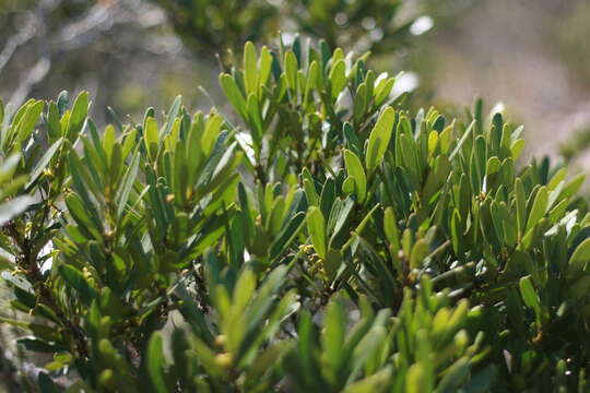 Image de Euclea racemosa subsp. daphnoides (Hiern) F. White