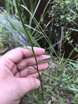 Image of Canby's Lobelia