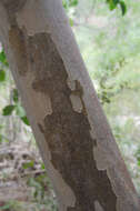 Image of Backhousia tetraptera Jackes