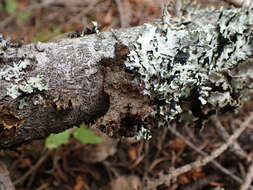 Image of <i>Tuckermanopsis platyphylla</i>