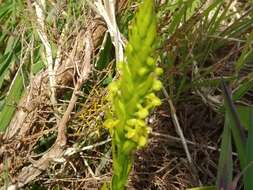 Imagem de Platanthera pollostantha R. M. Bateman & M. Moura