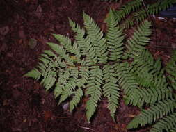 Image of Dryopteris goeringiana (G. Kunze) Koidz.