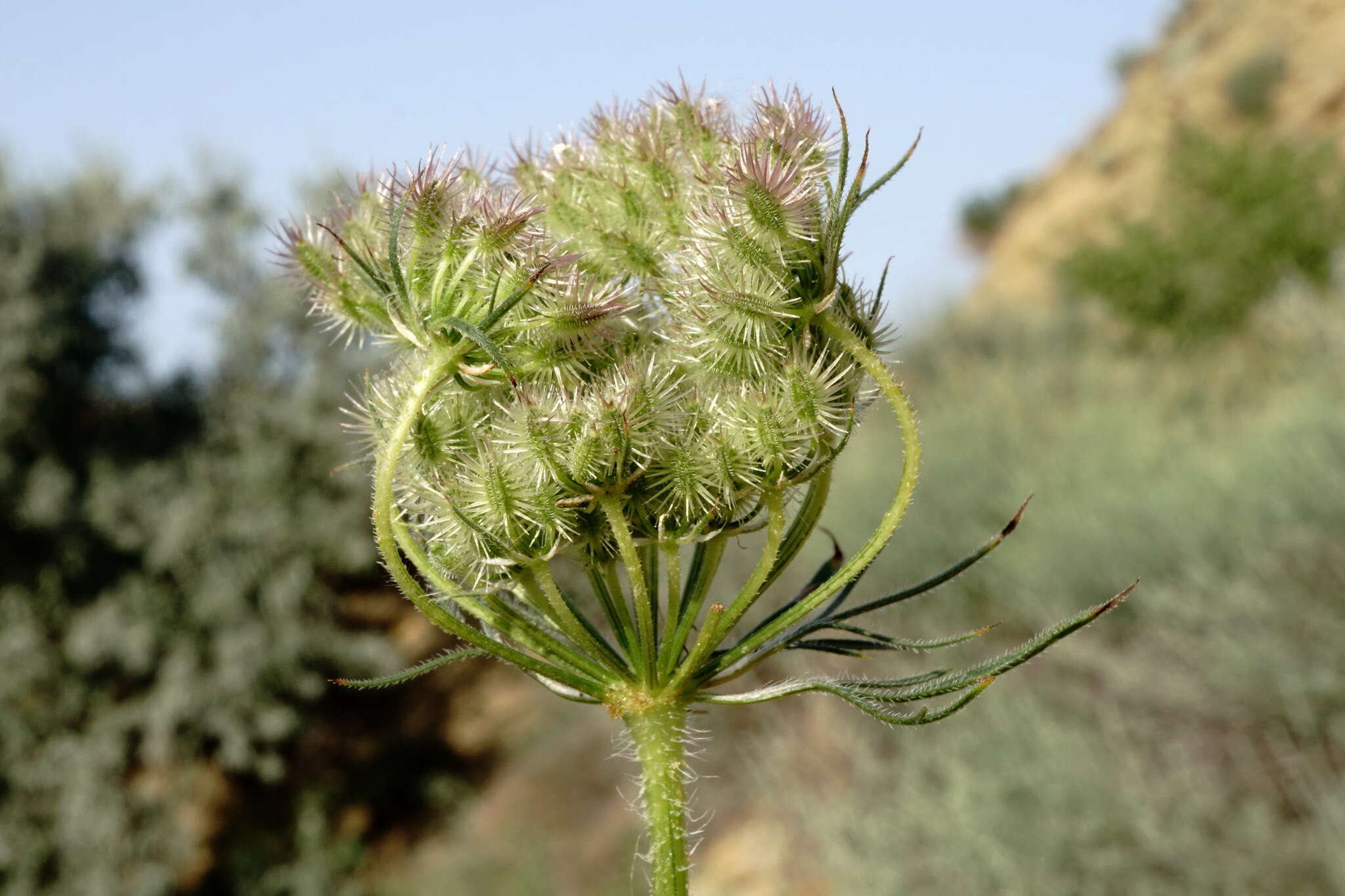 Image of Daucus guttatus Sibth. & Sm.