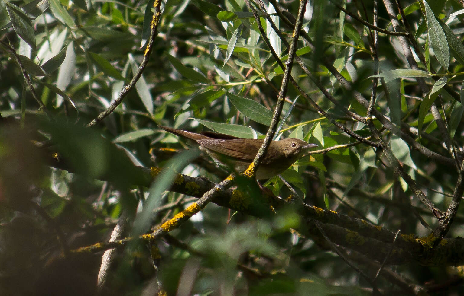 Image of Thrush Nightingale