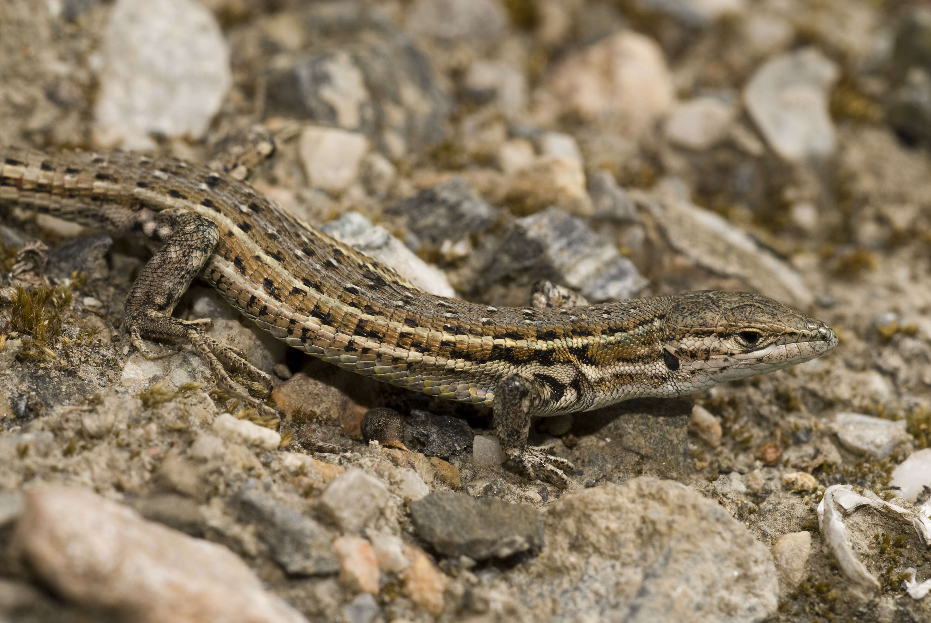 Image de Psammodromus hispanicus Fitzinger 1826