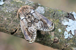 Image of Brahmaea europaea Hartig 1963