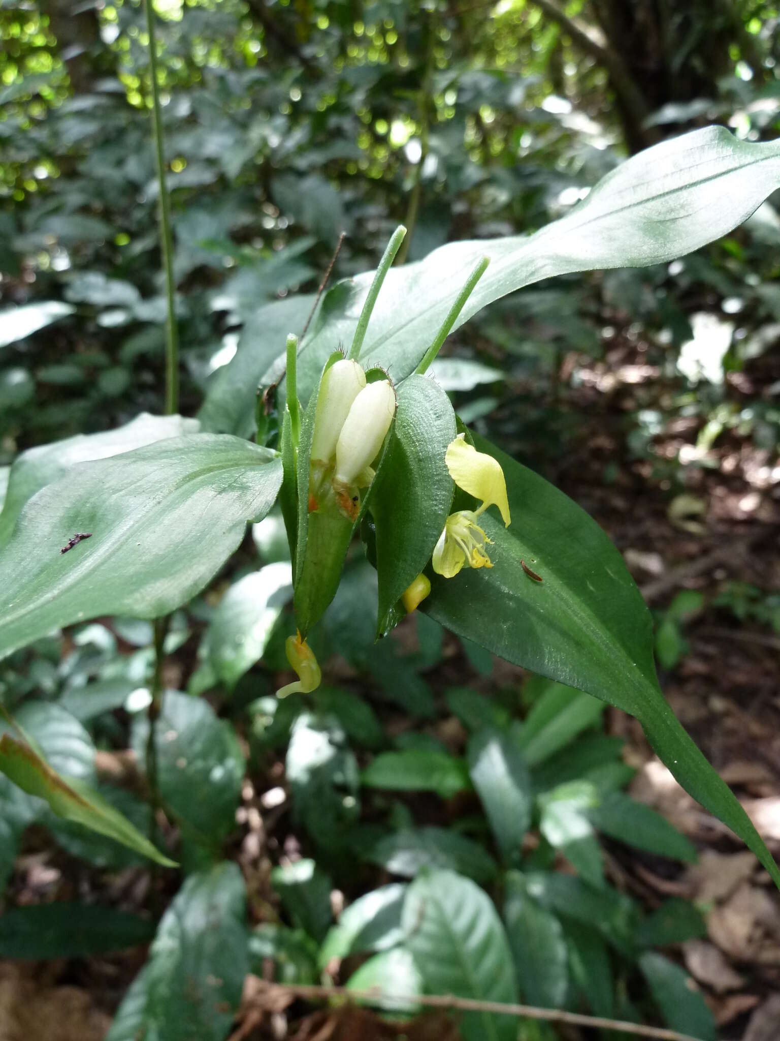 Sivun Commelina capitata Benth. kuva