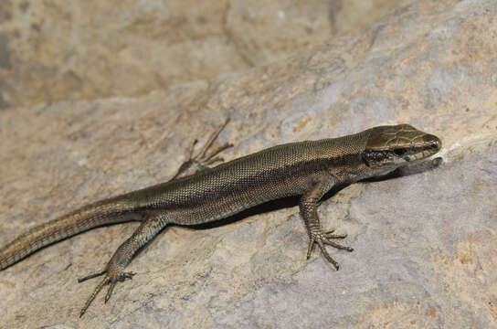 Image of Pyrenean rock lizard