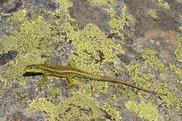 Image of Rock lizards