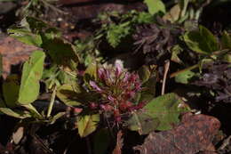 Imagem de Trifolium spumosum L.