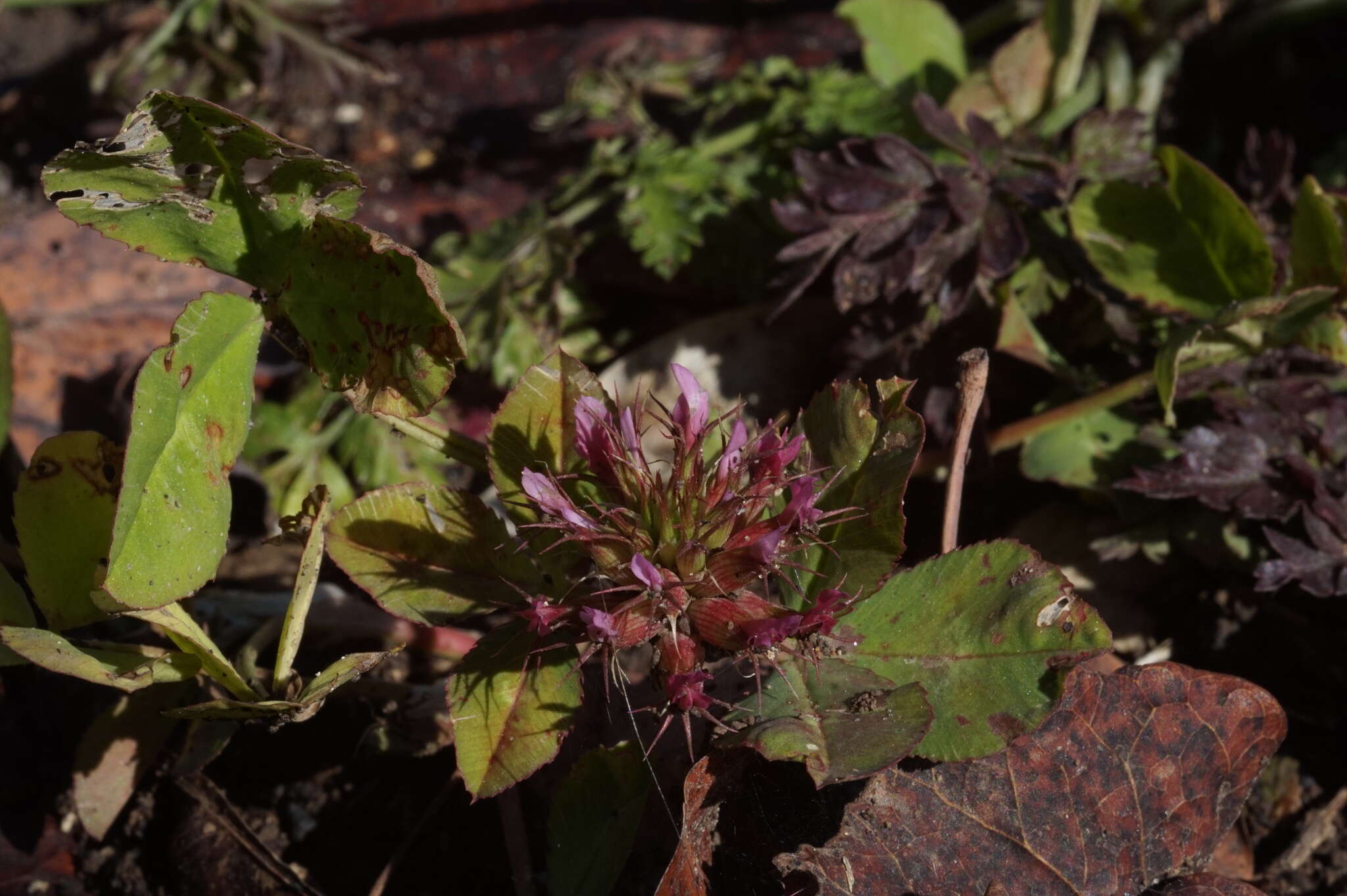 Imagem de Trifolium spumosum L.