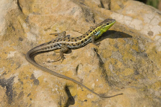 Image of Snake-eyed lizard