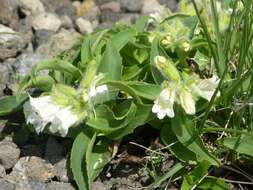 Image of Pennellianthus frutescens (Lamb.) Crosswhite