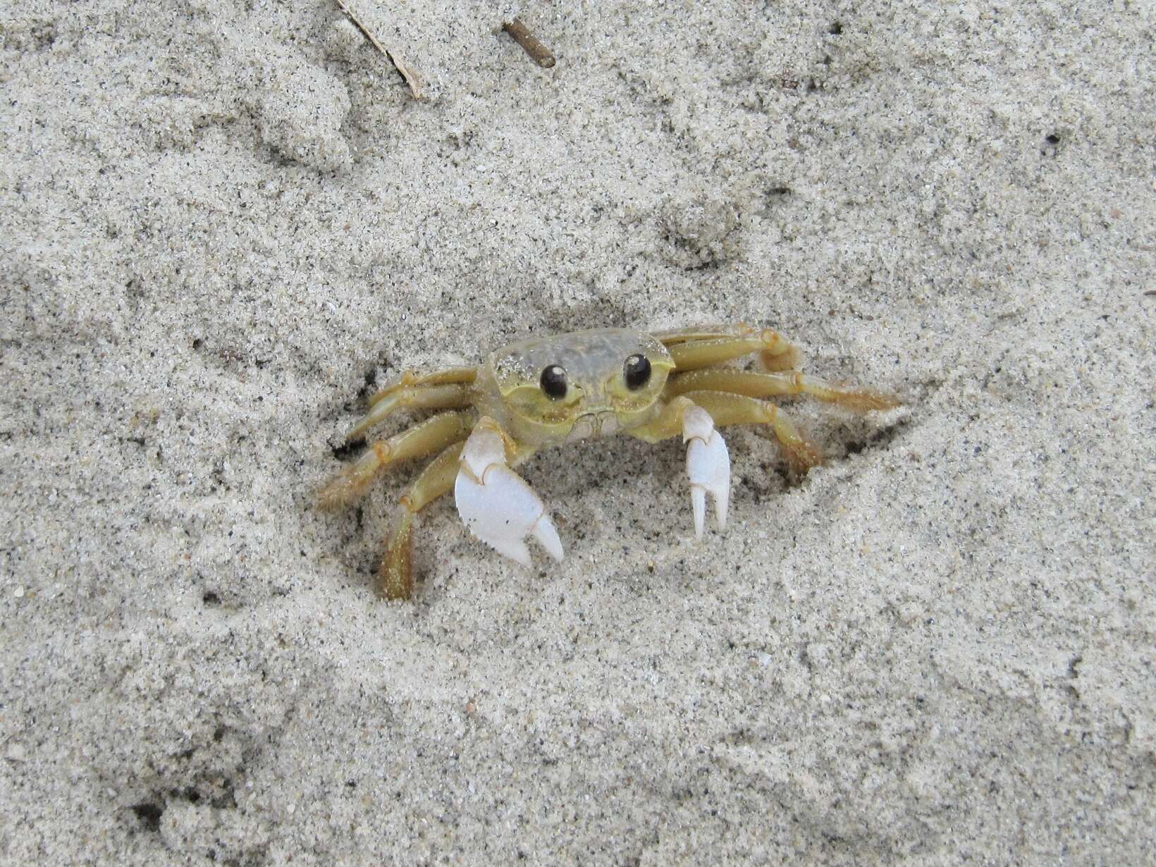 Image of Atlantic Ghost Crab