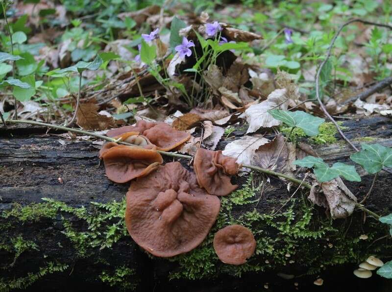 Image of Gyromitra parma (J. Breitenb. & Maas Geest.) Kotl. & Pouzar 1974