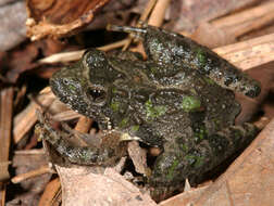 Image of Northern Cricket Frog