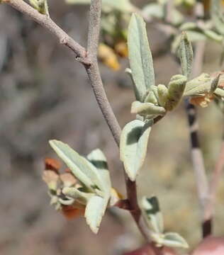 Image of Hermannia holosericea Jacq.