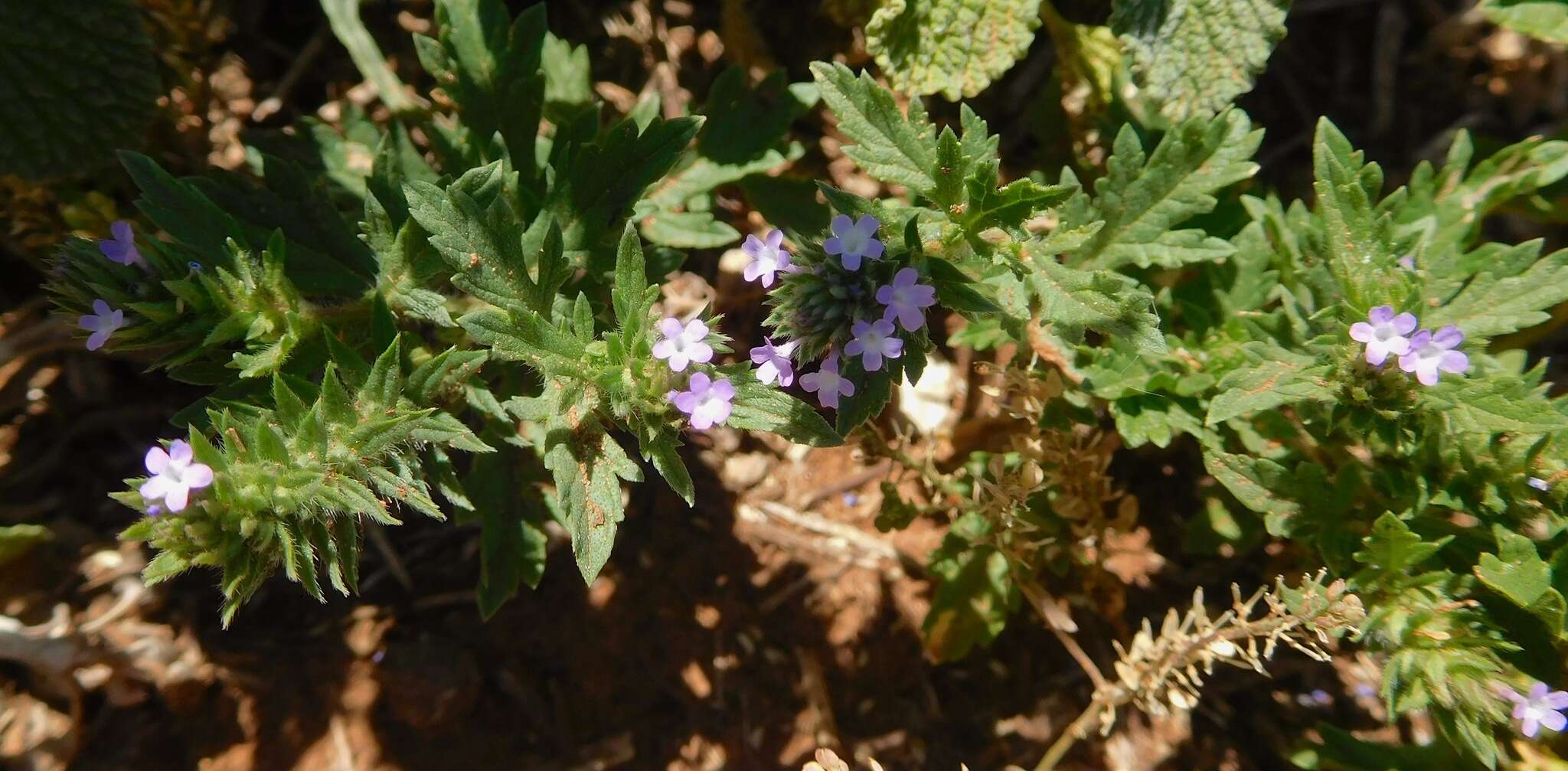 Image de Verbena bracteata Cav. ex Lag. & Rodr.