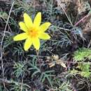 Bidens macroptera (Sch. Bip. ex Chiov.) Mesfin Tadesse的圖片