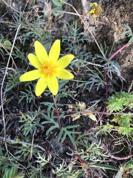 Bidens macroptera (Sch. Bip. ex Chiov.) Mesfin Tadesse的圖片