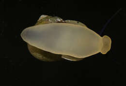 Image of Bourciera helicinaeformis