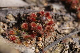 صورة Drosera miniata Diels