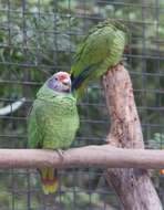 Image of Red-tailed Parrot, Red-tailed Amazon