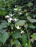 Image of Clematis crassifolia Benth.