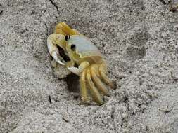 Image of Atlantic Ghost Crab