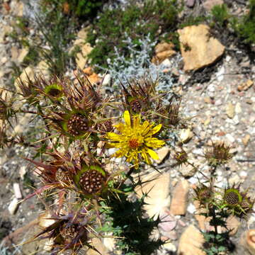 Image of Berkheya cruciata subsp. cruciata