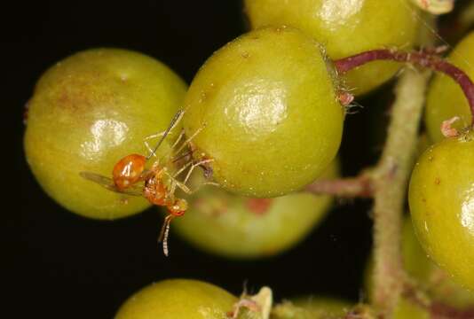 Image of Seed chalcid wasp